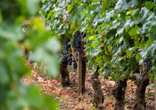 将图片加载到图库查看器,「二人成行」北西班牙 x 法国酒乡10 天中文私家小团