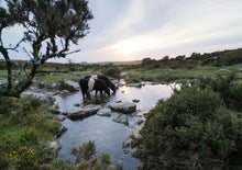 Load image into Gallery viewer, "Quality English Small Group from April" 4-day tour of Southwest Devon, Cornwall, the End of the Earth, Stonehenge (round trip from Bristol)