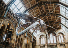 将图片加载到图库查看器,自然历史博物馆中文包团讲解 Natural History Museum Chinese Guided Tour