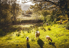 将图片加载到图库查看器,英国英格兰湖区﹢温德米尔﹢深度湖区3镇﹢兰卡斯特城「华兹华斯的诗篇」一日游