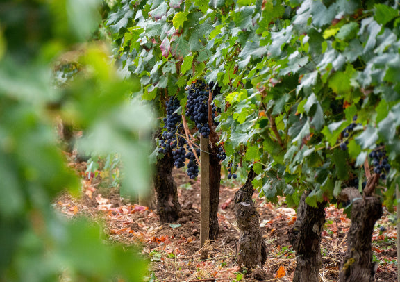 「二人成行」北西班牙 x 法国酒乡10 天中文私家小团