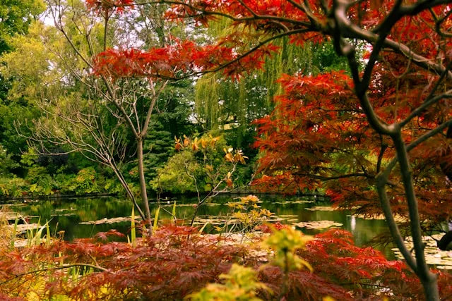 Monet's Garden