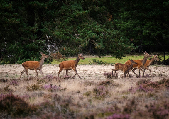 5-Day Light Loop Tour of the Netherlands, Belgium, and France (Chinese-speaking Small Group)