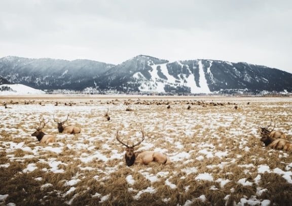 National Elk Refuge