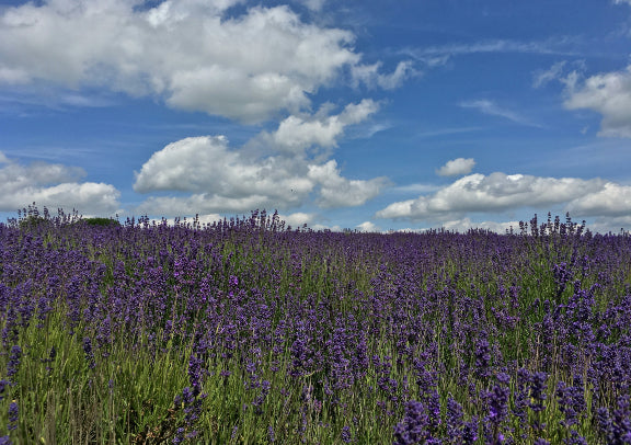 "Seasonal Limited Chinese Tour" British Southern Coastline + White Cliffs + Cornwall 4-Day Tour - London Round Trip (Departs on Saturdays) 