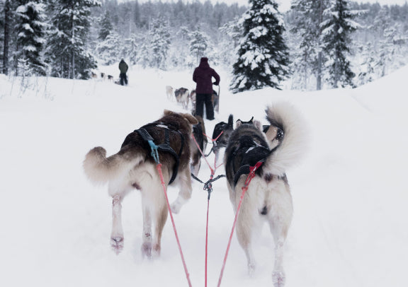 「精致中文小团」北欧芬兰挪威瑞典邂逅极光轻奢6日游（赫尔辛基上、罗瓦涅米下）